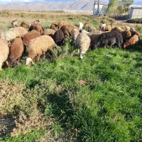 گوسفند بره دار جوان|حیوانات مزرعه|هیر, |دیوار