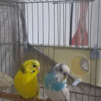 مرغ عشق مولد.نفچ|پرنده|کرج, آق تپه|دیوار