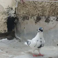 کبوتر