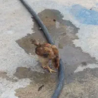 جوجه گلین ،لوهمن،محلی