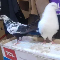 کفتر فروشی|پرنده|بم, |دیوار