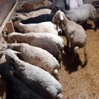 گوسفند نر پروار وبرههای پروار کوچک
