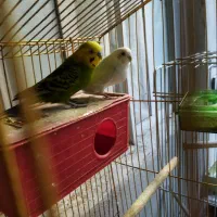 دو جفت مرغ عشق با تخم