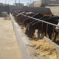 خرید و فروش انواع اسب باری پالونی