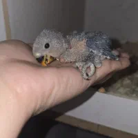 طوطی برزیلی سرلاکی آبی وایتفیس زرد و سبزصورت هلویی