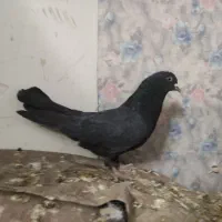 نر و ماده اصفهانی