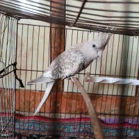 عروس پاریس|پرنده|اهواز, بیست متری شهرداری|دیوار