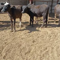 گوساله گاومیش اهوازی.گاو