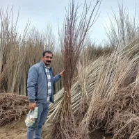 نهال زردآلو پربازده و شیرین|خدمات باغبانی و درختکاری|میانه, |دیوار