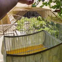 قفس ۱ متری با قفس سقف کلبه ای