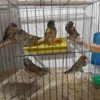 سهره گلبسر|پرنده|قزوین, |دیوار