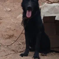 ژرمن سیاه|سگ|اسفراین, |دیوار