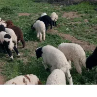 بازدید حمیدیه|حیوانات مزرعه|حمیدیه, |دیوار