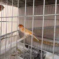 جفت موزایکی|پرنده|رشت, معلم|دیوار