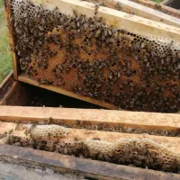 کلنی زنبور عسل ده قاب فشرده پرجمعیت