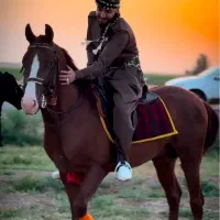 کرهٔ دوسرتاییددلاورزیرکی شناسنامه ی اسب کُرد ایران