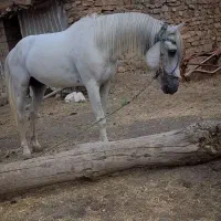 اسب یورقه تند