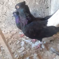 ذیل دم سفید نر ماده