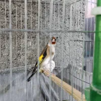 سهره قرص بخون جفتی