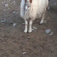 میش زایده و مایه دار