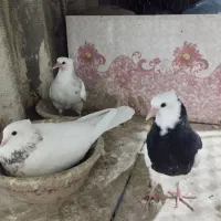 جفت طوقی|پرنده|مشهد, ایوان|دیوار