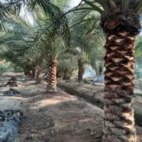 اجاره-حوضچه-پرورش-ماهی-صنعتی-با-باغ-کشاورزی