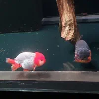 اکواریوم پمپ جیکودماهی گلدفیش رنچووارداتی تاپ گرید|ماهی|تهران, جنت‌آباد مرکزی|دیوار