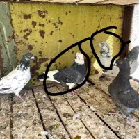 کبوتر فروشی