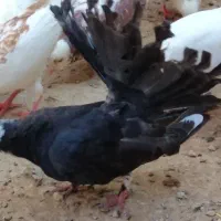 چتری