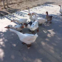 غاز محلی|حیوانات مزرعه|صومای برادوست, |دیوار