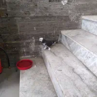 یک عدد کفتر پرش