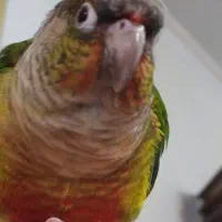 طوطی گرینچیک گمشده درگلشهر،هوشیار،مژدگانی خوب