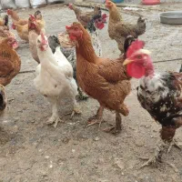 تخم مرغ فول نژادی دیلگونی