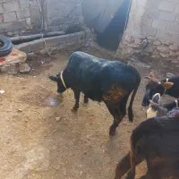 گاو نردوساله.فول گوشت .واکسن شده