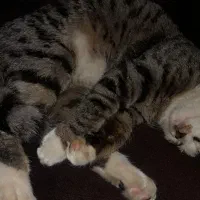 واگذاری|گربه|قزوین, |دیوار