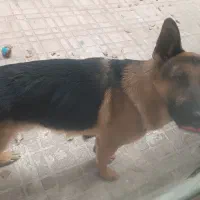 سگ ژرمن دوساله|سگ|کرج, عظیمیه|دیوار