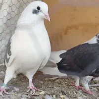 کبوتر پرشی|پرنده|فولادشهر, سایت صنعتی کاوه|دیوار