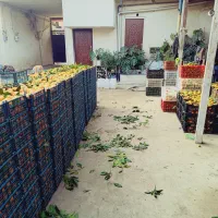 خریدار نارنگی ژاپنی