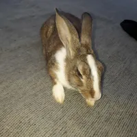 خرگوش