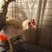 مرغ خروس|حیوانات مزرعه|تهران, افسریه شمالی|دیوار