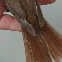 سهره بخون