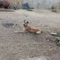 توله سگ سرابی|سگ|آوج, |دیوار