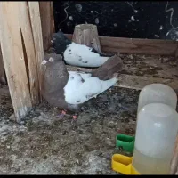 کفتر گم شده