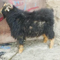 تکه|حیوانات مزرعه|درح, |دیوار