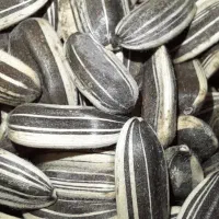 تخمه بذری مادری درشت وتخمه ریز طوطی سانان|خوردنی و آشامیدنی|قدس, شهرقدس|دیوار