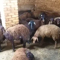 بره ماده های قزیل افشاری اعلاء