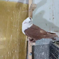 سرخ کله سفید|پرنده|سبزوار, جوادیه غربی|دیوار