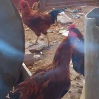 فروش خروس سرحال|حیوانات مزرعه|مریوان, |دیوار