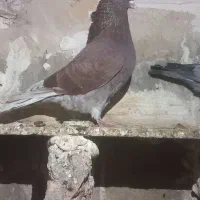 کبوتر|پرنده|سرخنکلاته, |دیوار