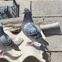 کبوتر پولکی و پوست پیازی به شرط|پرنده|برازجان, |دیوار